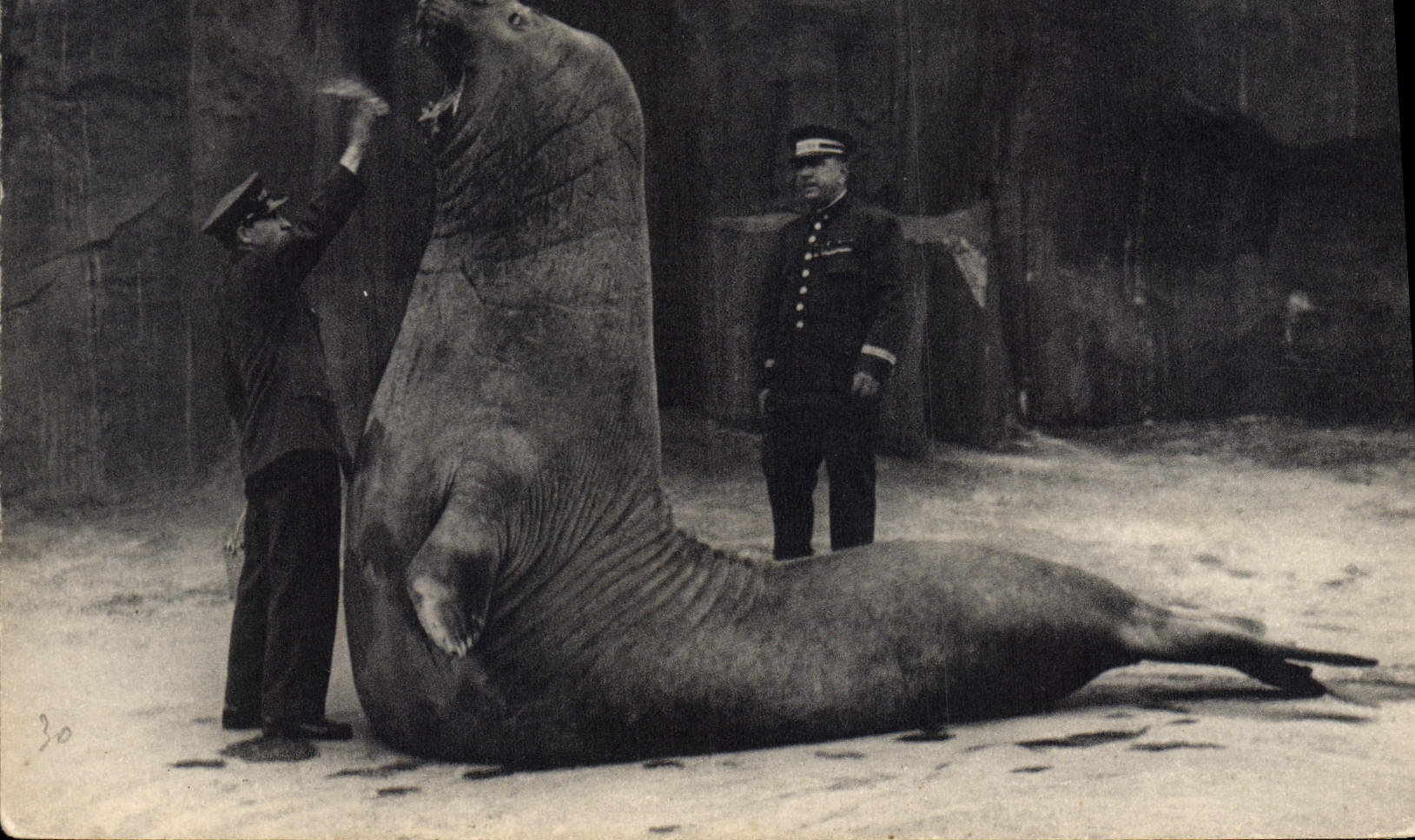 VINTAGE POSTCARD Vincennes Paris Zoo the meal of the sea elephant
