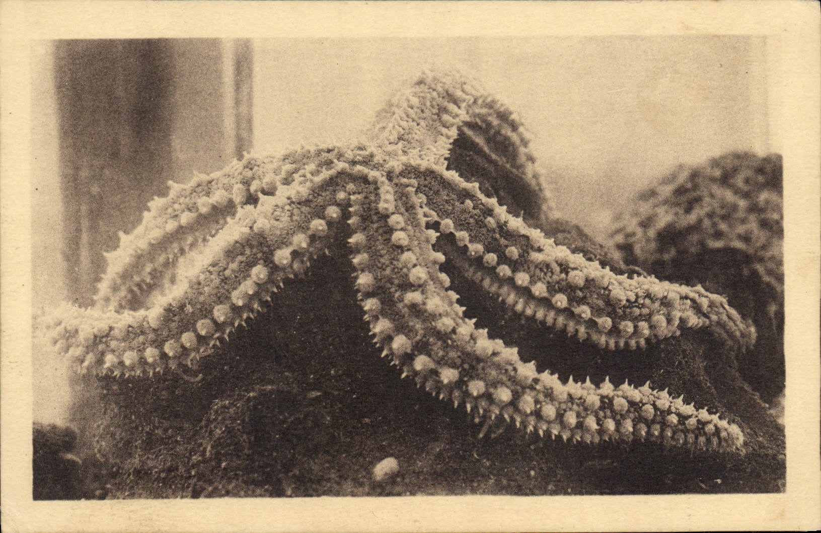 VINTAGE POSTCARD oceanographical Station of Salammbo Etoile of sea