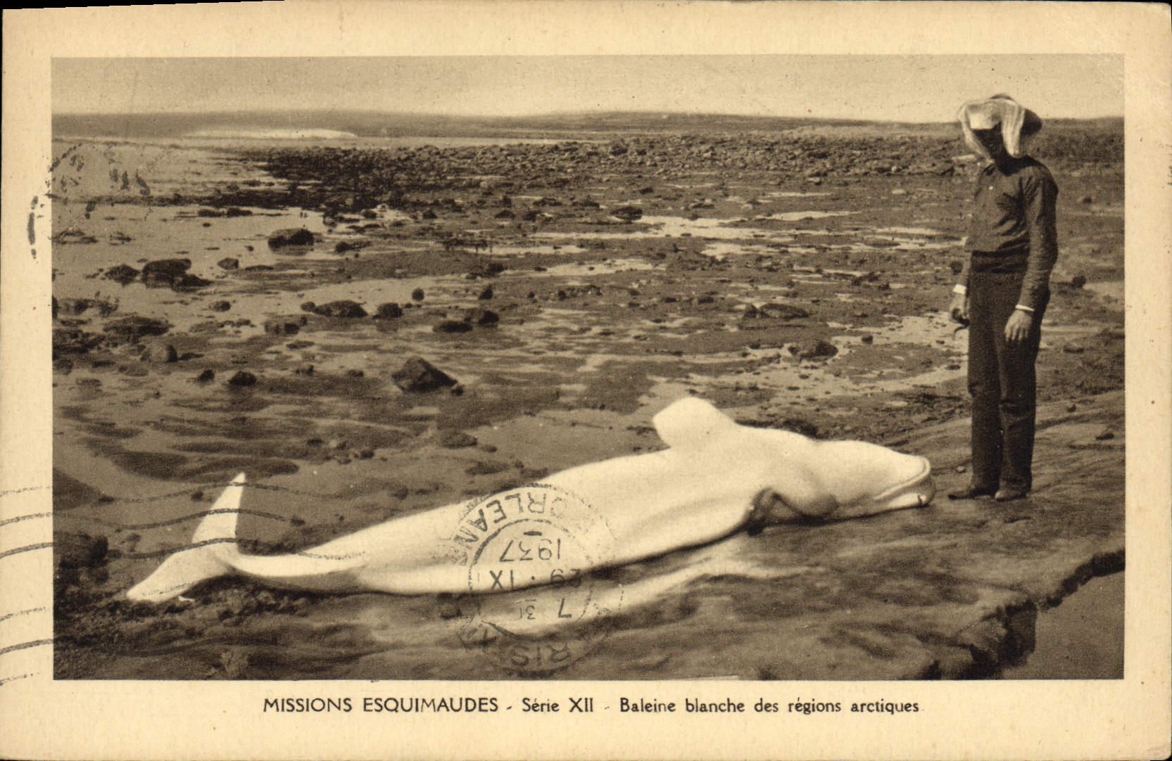 CPA Missions esquimaudes Baleine blanche des regions arctiques 
