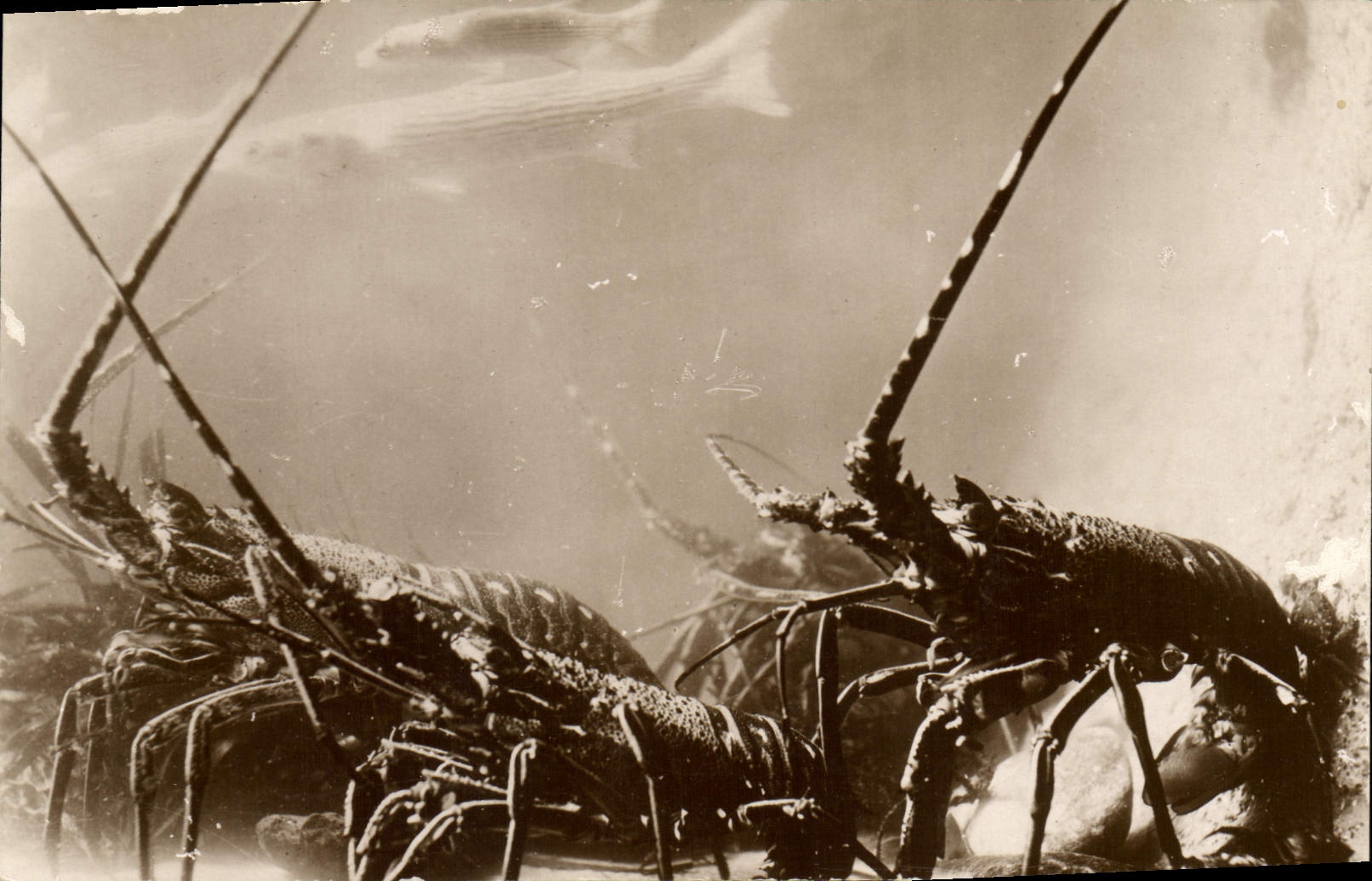 VINTAGE POSTCARD oceanographical Station of Salammbo Mullets and lobsters