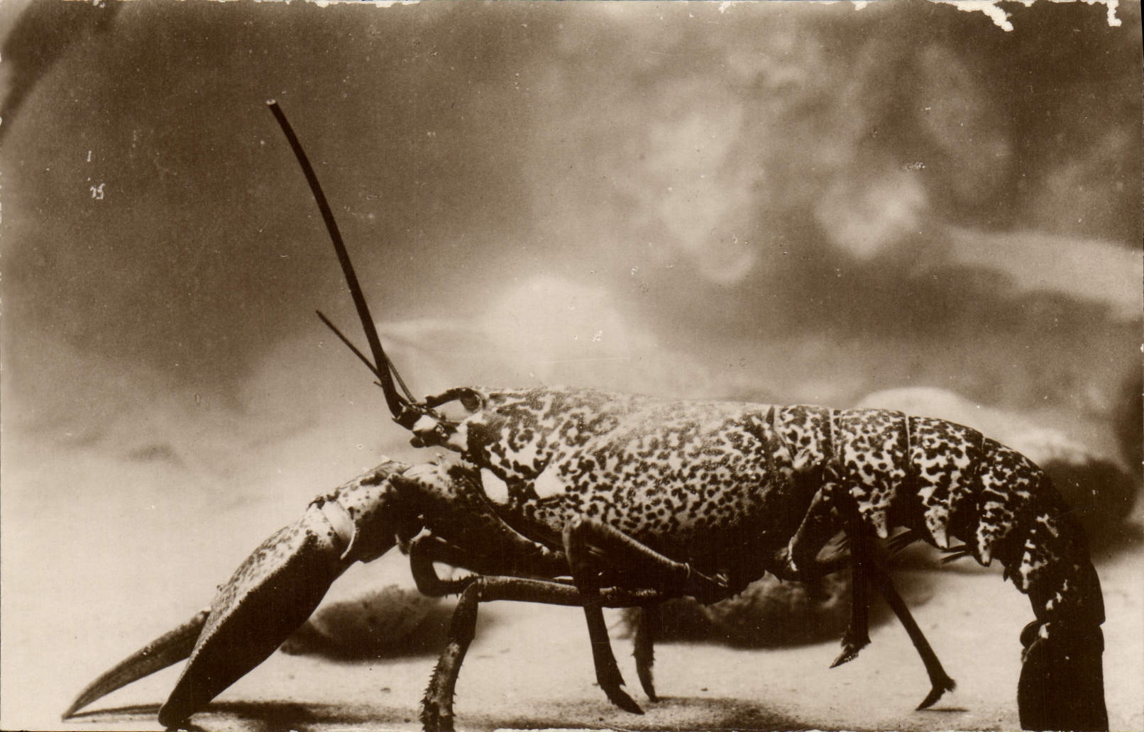 VINTAGE POSTCARD oceanographical Station of Salammbo Lobster