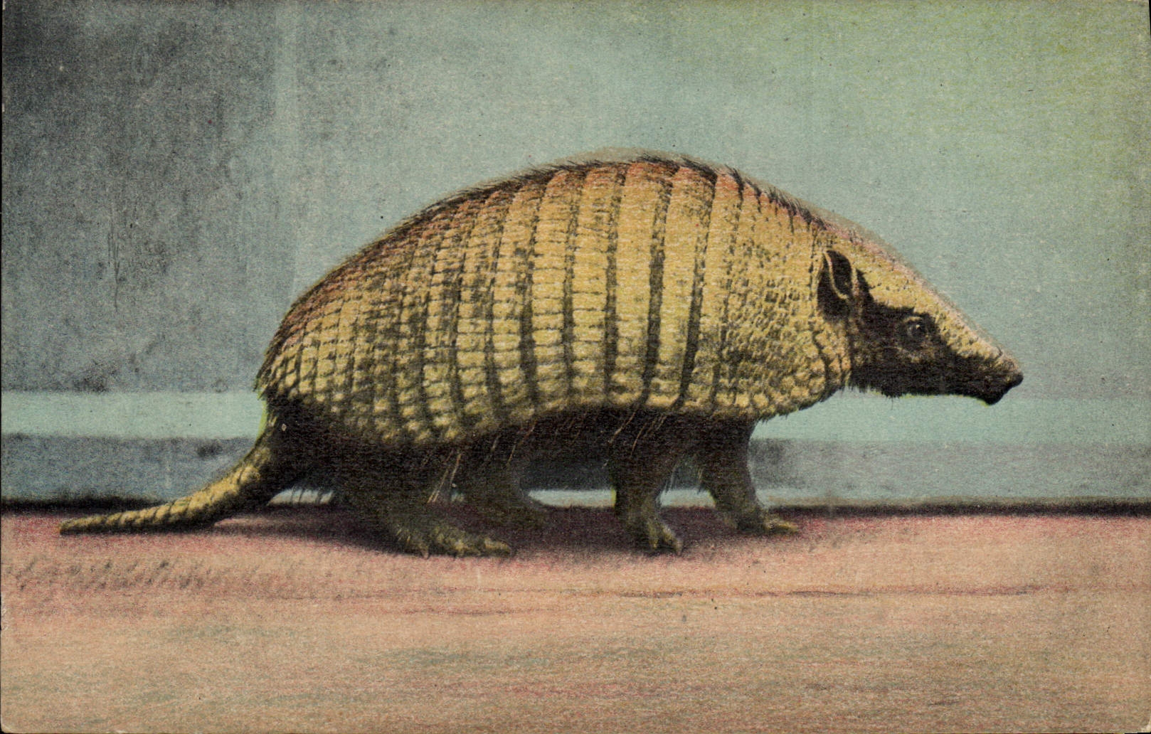 VINTAGE POSTCARD Armadillo