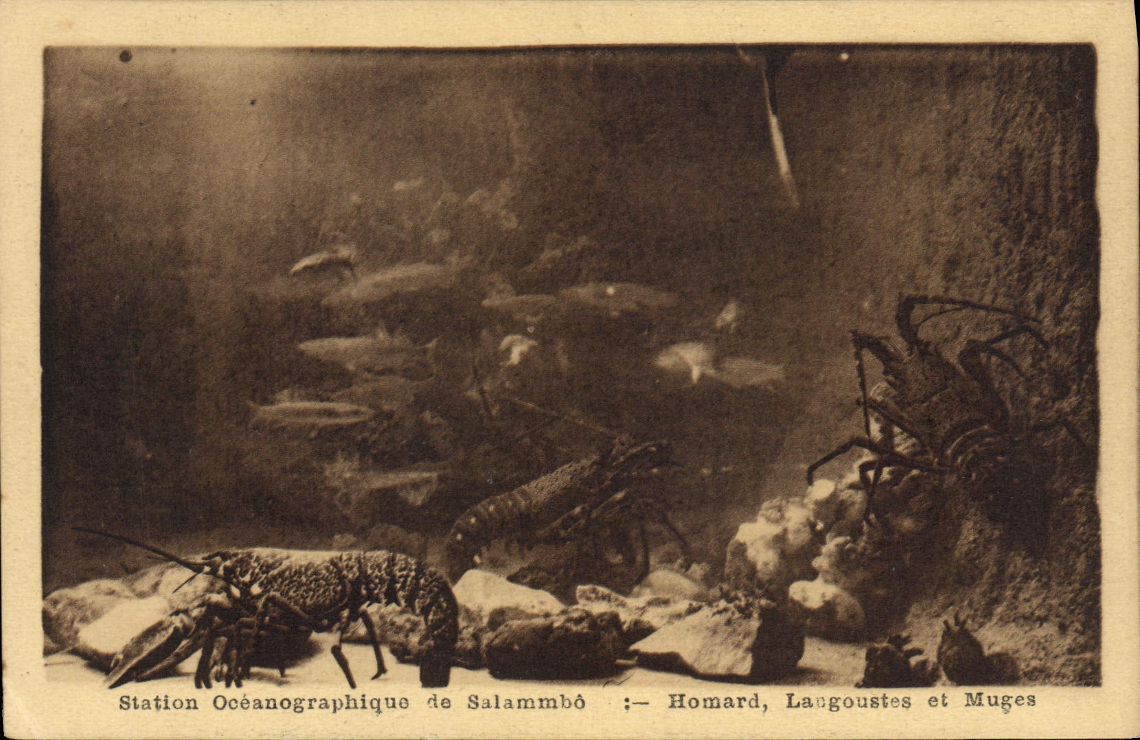 CPA Carthage Station oceanographique de Salammbo Homard Langoustes et Muges