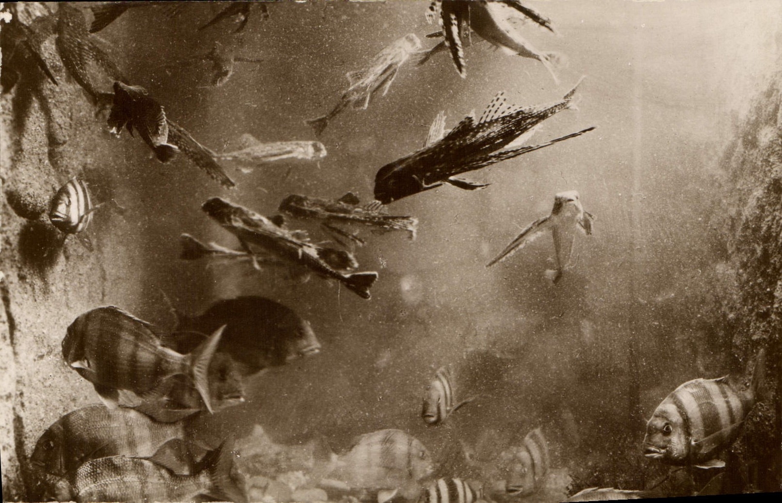 CPA Poisson Poissons Salammbo Aquarum Dactylopteres volants et Sars Royaux