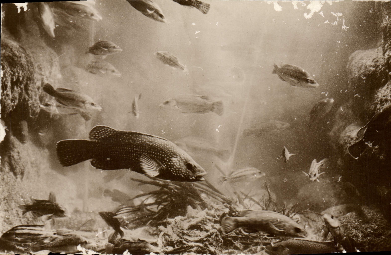 CPA Poisson Poissons Salammbo Bassin des vieilles labres et crenilabers