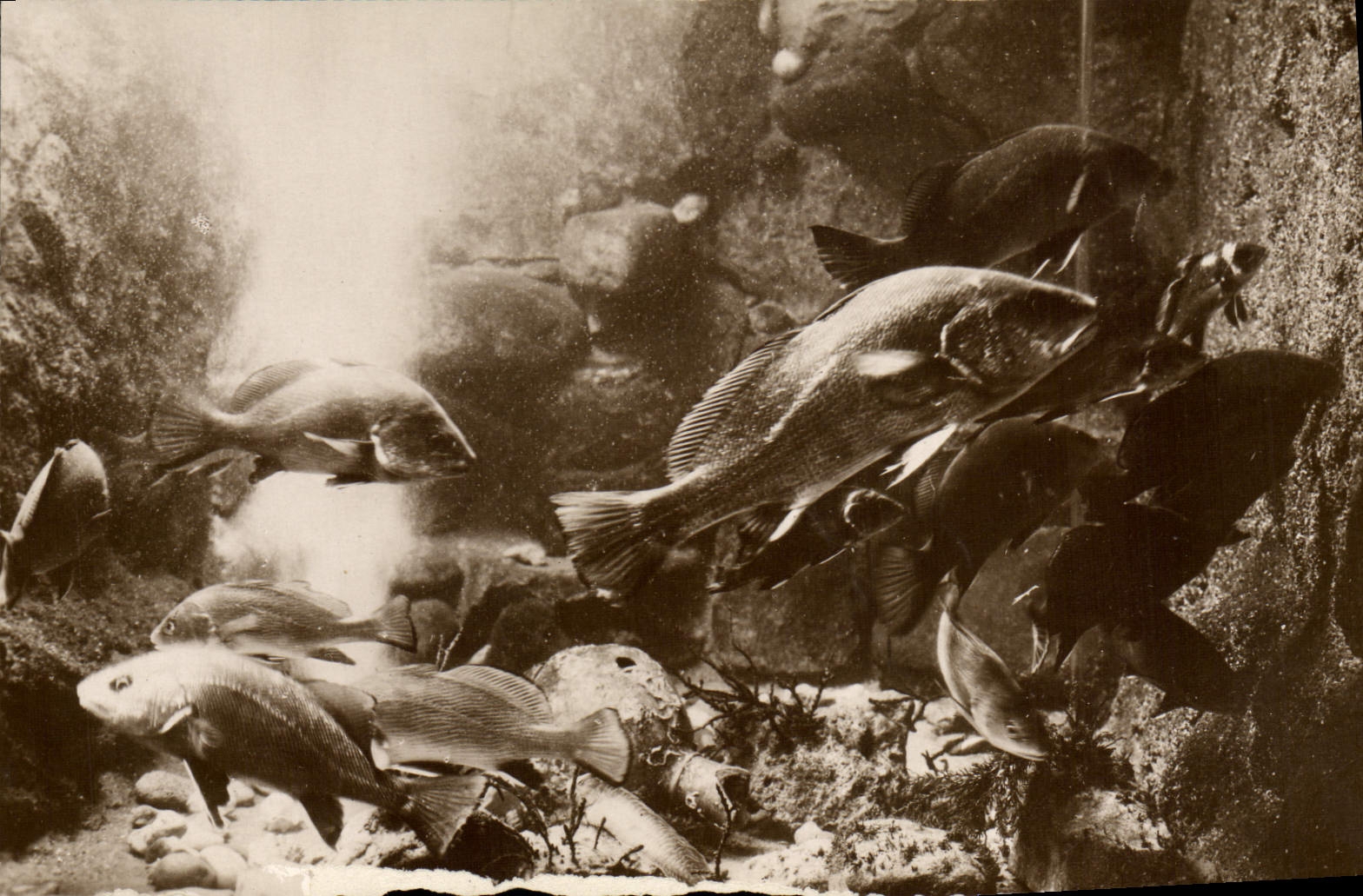 CPA Poisson Poissons Salammbo Aquarium Bassin des Corbs