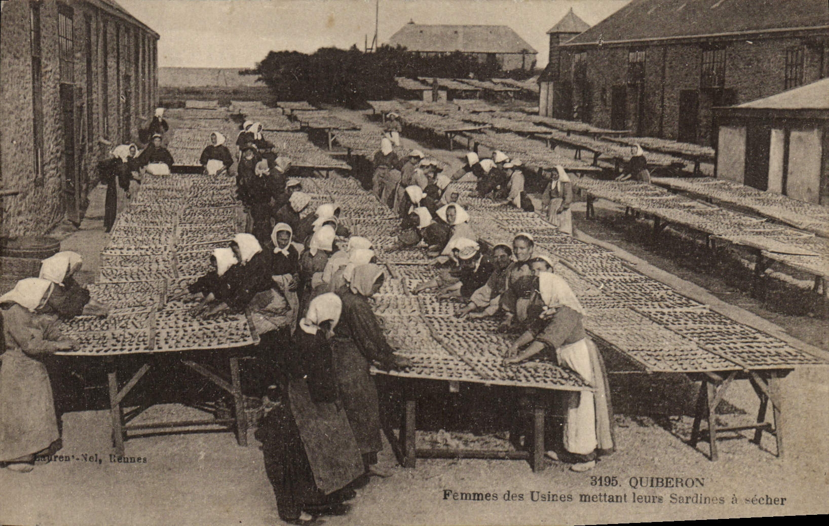 CPA Poisson Poissons Quiberon Femmes des usines mettant leurs sardines a secher Peche