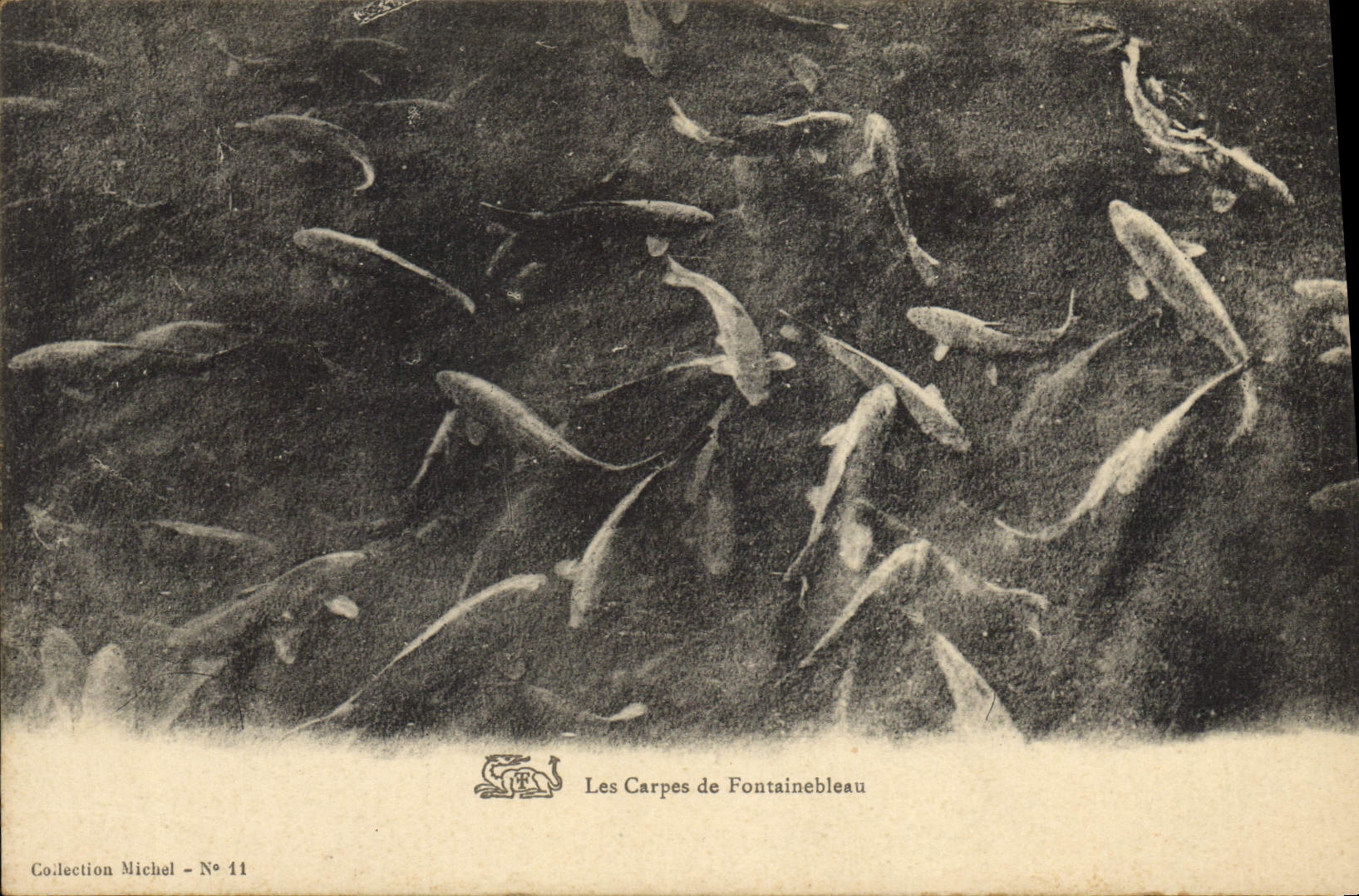 CPA Poisson Poissons Les carpes de Fontainebleau