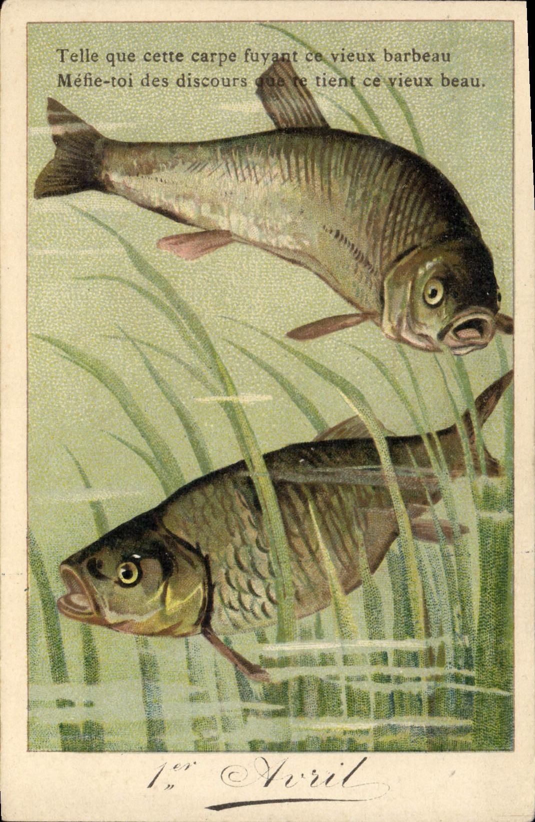CPA Poisson Poissons Carpe Barbeau