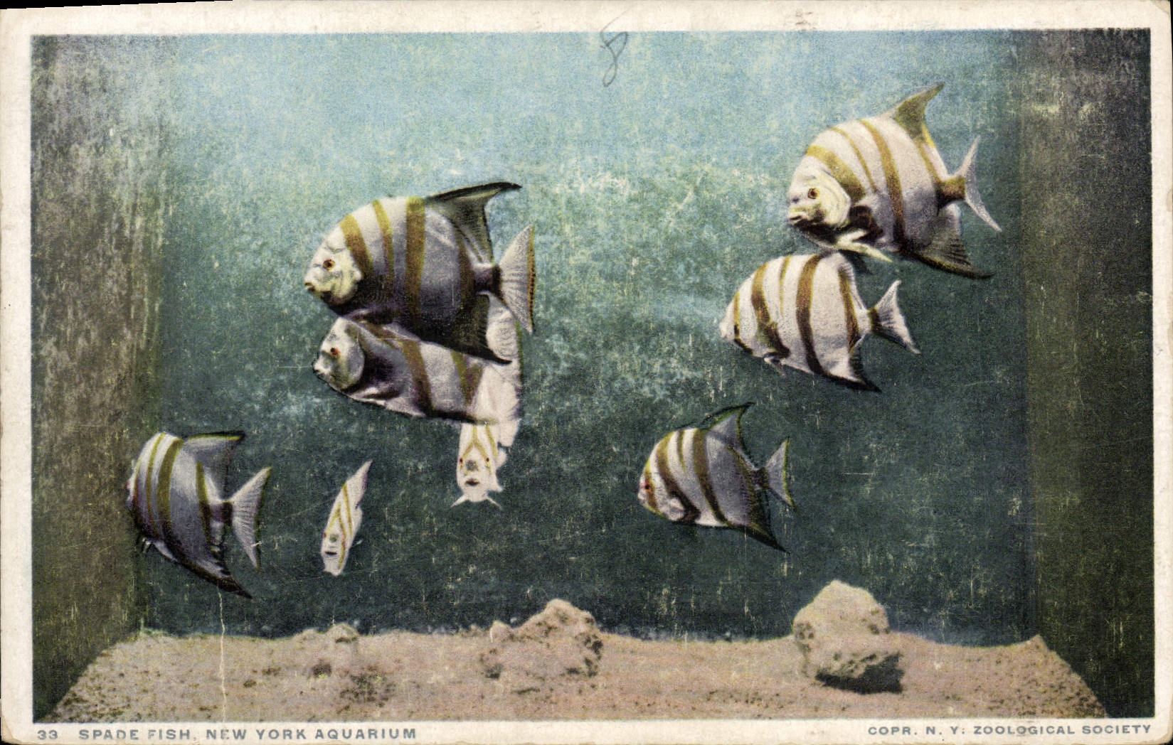 CPA Poisson Poissons Spade Fish New York Aquarium
