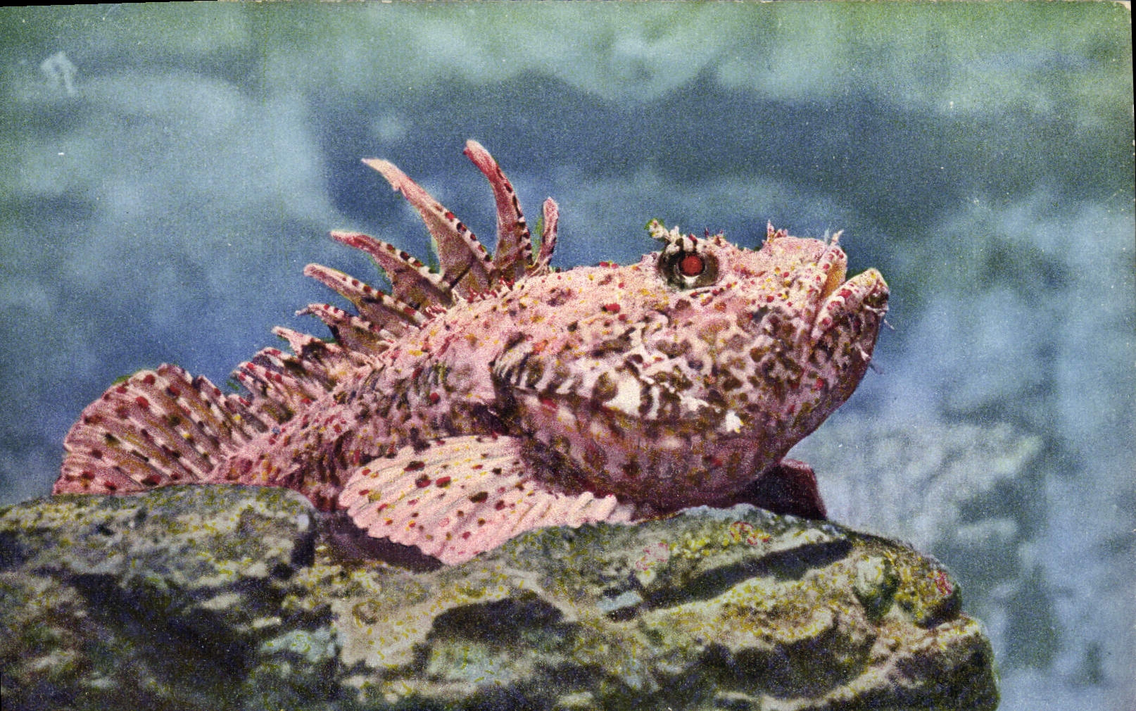 CPA Poisson Poissons Aquarium de Monaco Rascasse