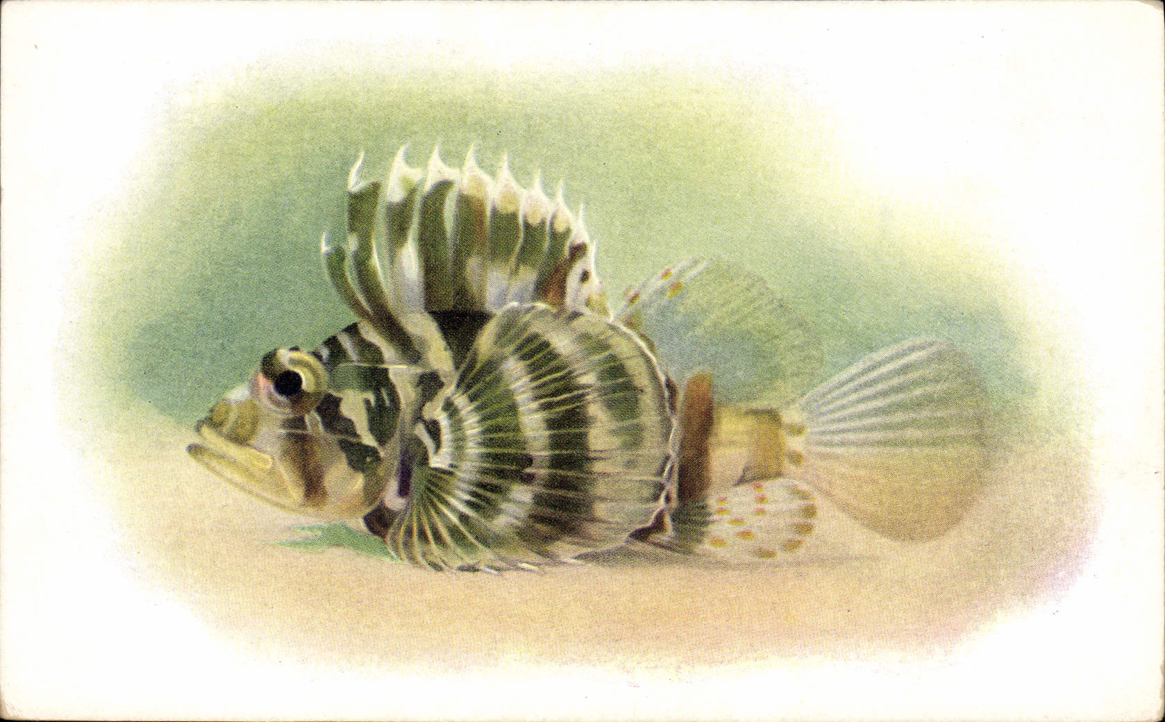 CPA Poisson Poissons Steinhart Aqua Evermannrium Califorrnia Academy of Science San Francisco