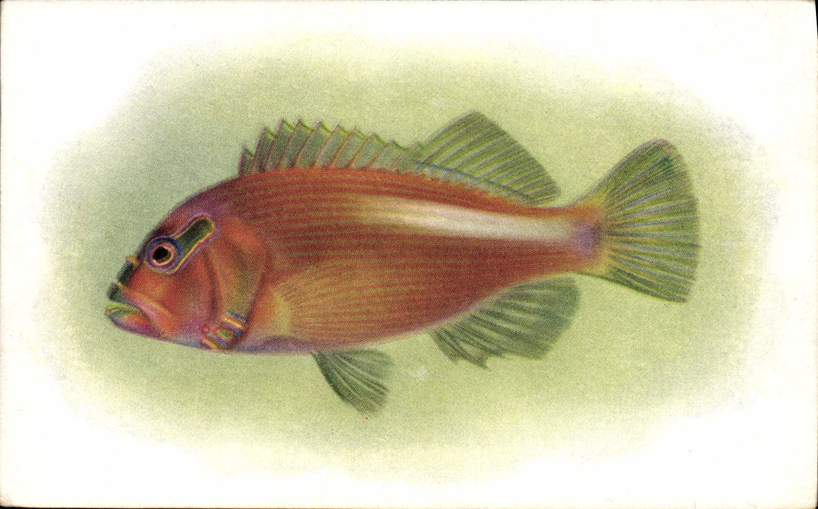 CPA Poisson Poissons Steinhart Aquarium Califorrnia Academy of Science San Francisco Pilikoa Paracirrhites Aracatus