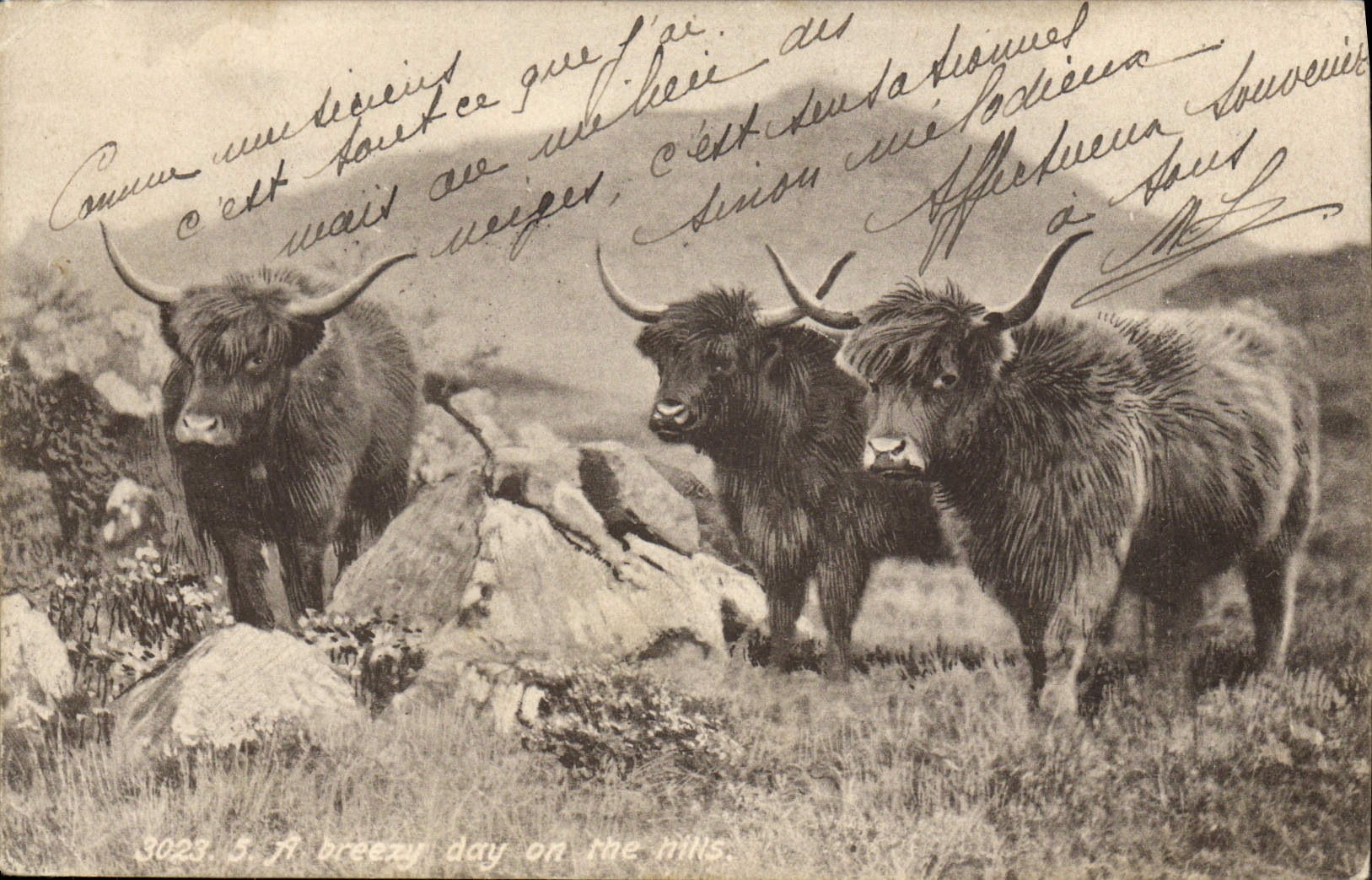 VINTAGE POSTCARD Cows Scotland Cow