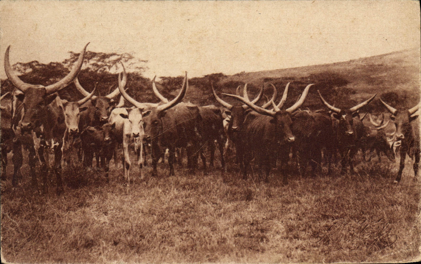 CPA Vaches Vache Colonies allemandes Batuffi Bahima