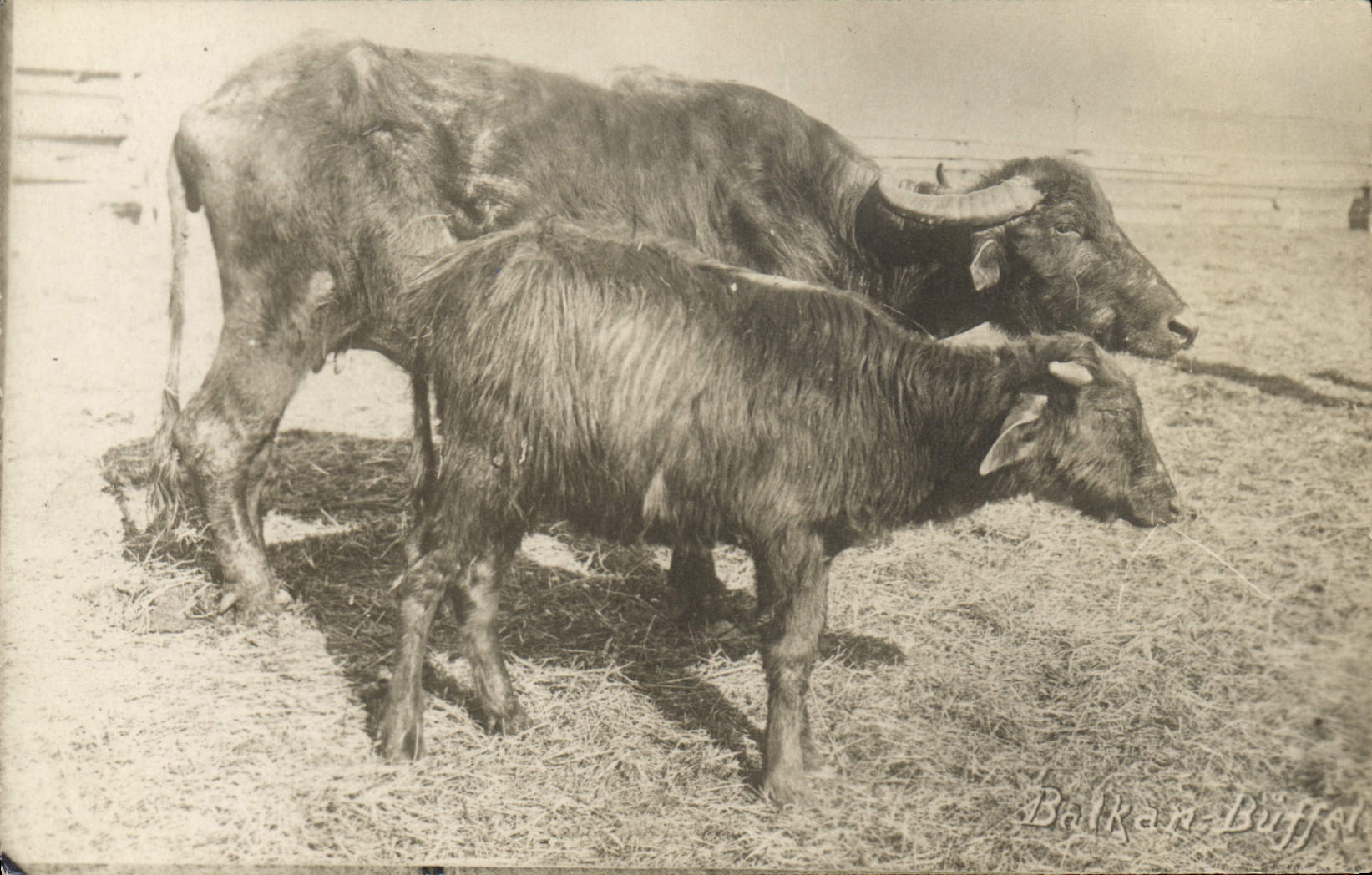 VINTAGE POSTCARD Balkan dresser Buffalo