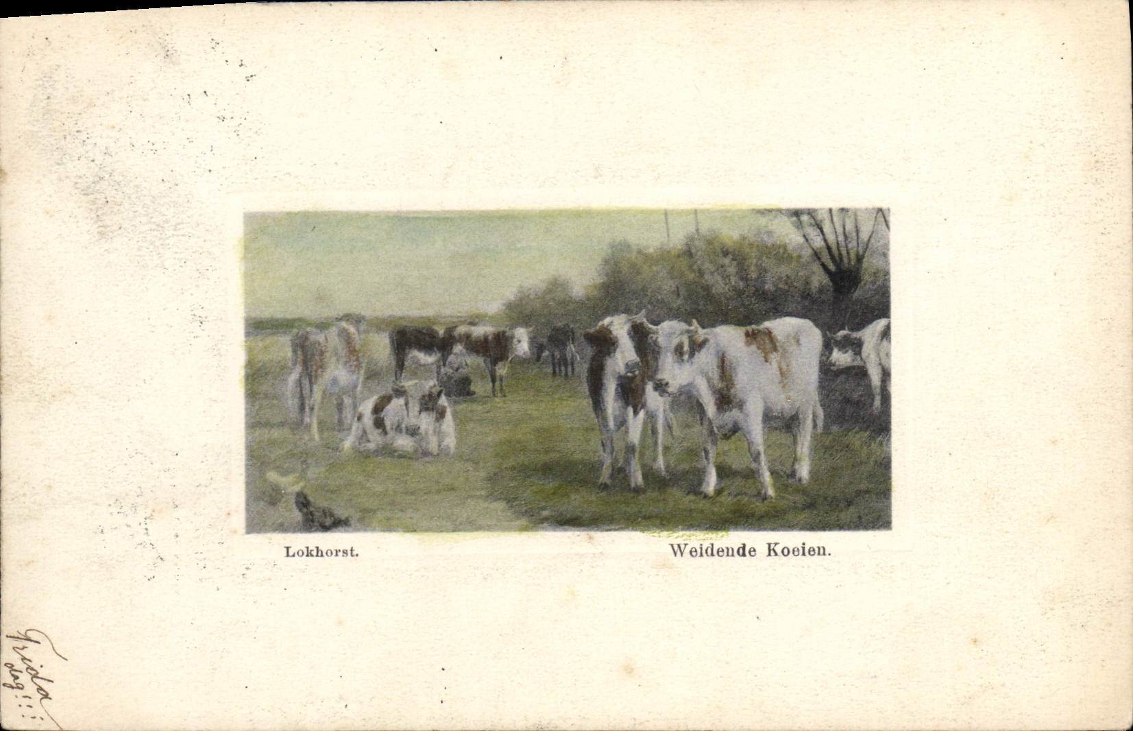 CPA Vaches Vache Lokhorst Weidende Koeien
