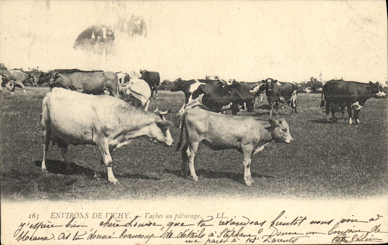 CPA Vaches Vache Environs de Vichy Vaches au paturage