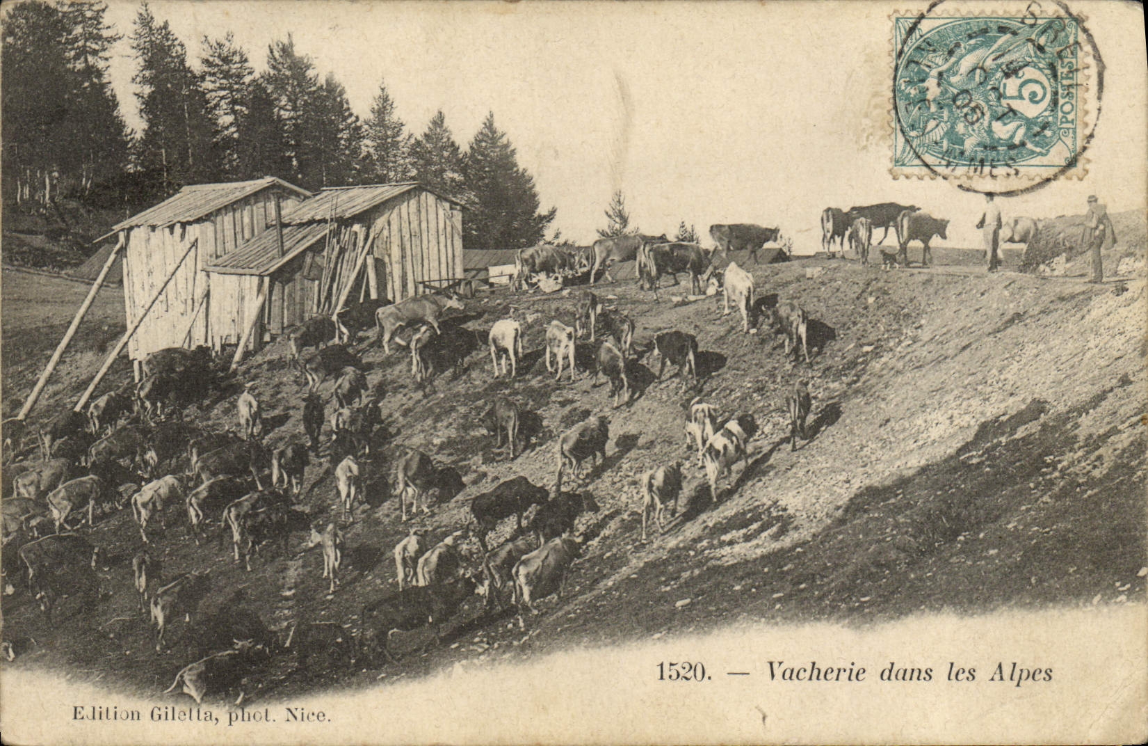 CPA Vache Vaches Vacherie dans les Alpes Vache Vaches