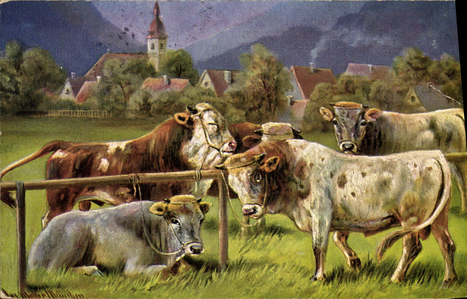 CPA Vache Vaches 