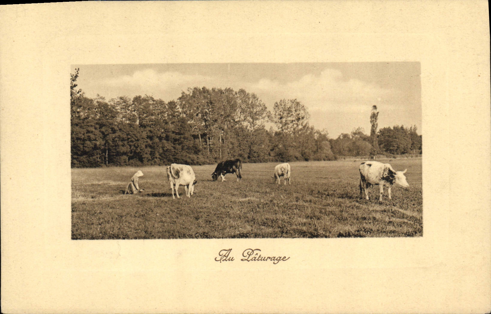 CPA Vache Vaches Au paturage