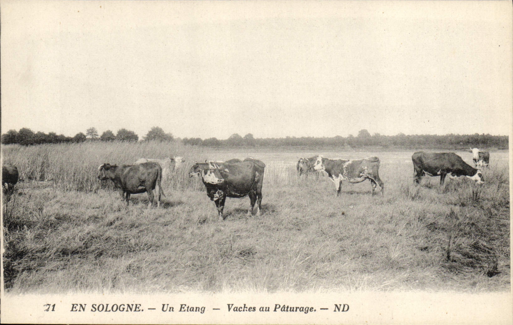 CPA Vache Vaches En Sologne Un etang Vaches au paturage