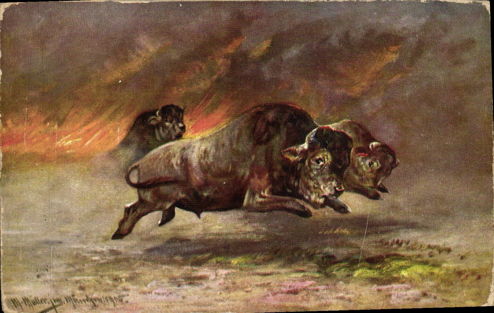 VINTAGE POSTCARD Bison