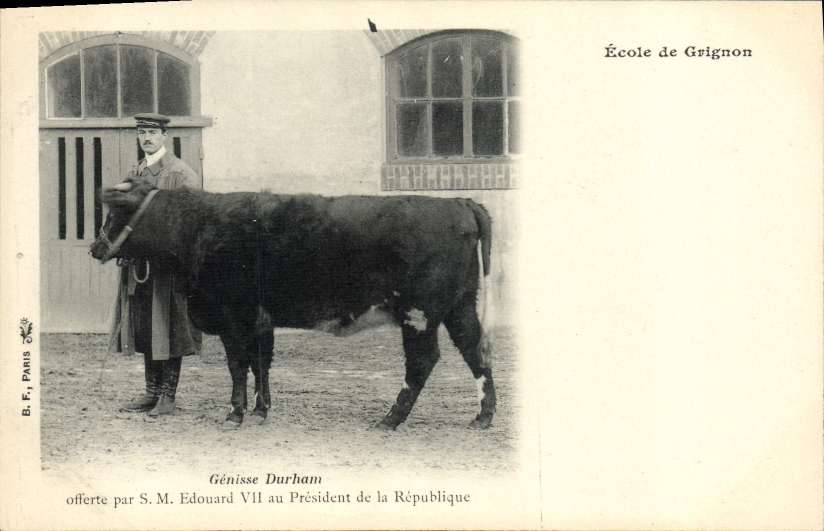 CPA Vache Vaches Ecole de Grignon Genisse Durham offerte par SM Edouard VII au President de la Republique