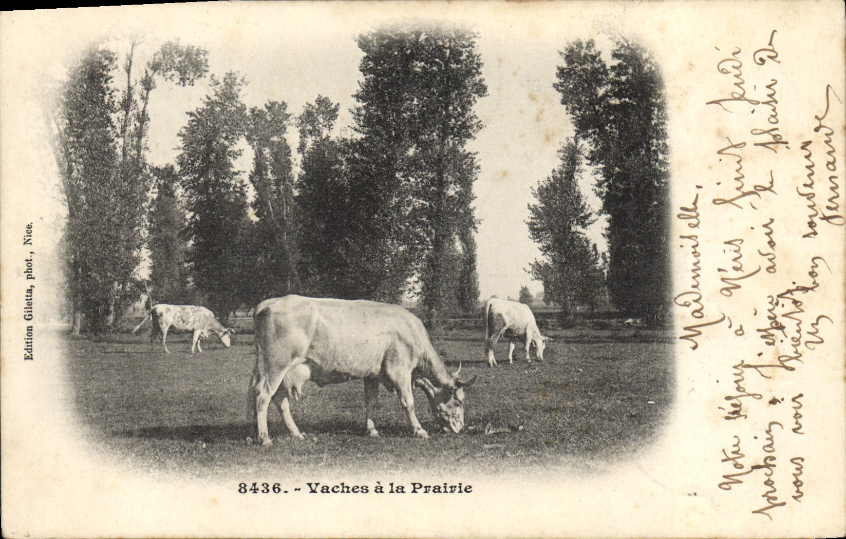CPA Vache Vaches de la prairie