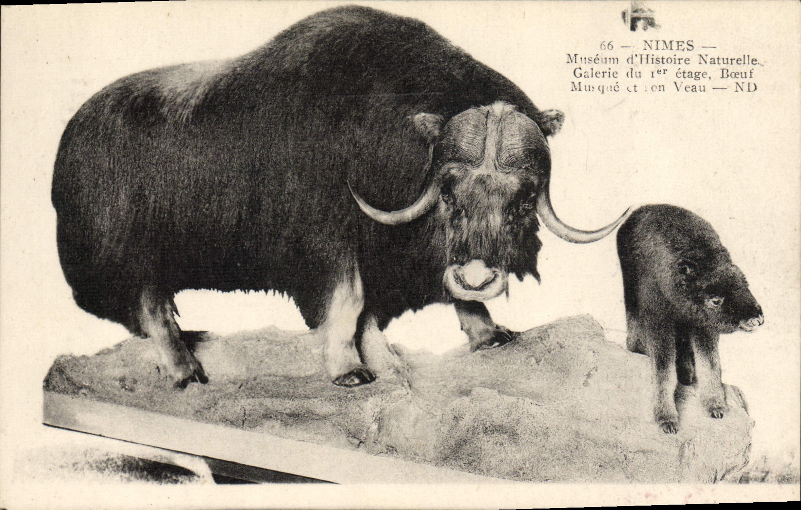 VINTAGE POSTCARD Nimes Museum of history Naurelle Musk ox and its calf