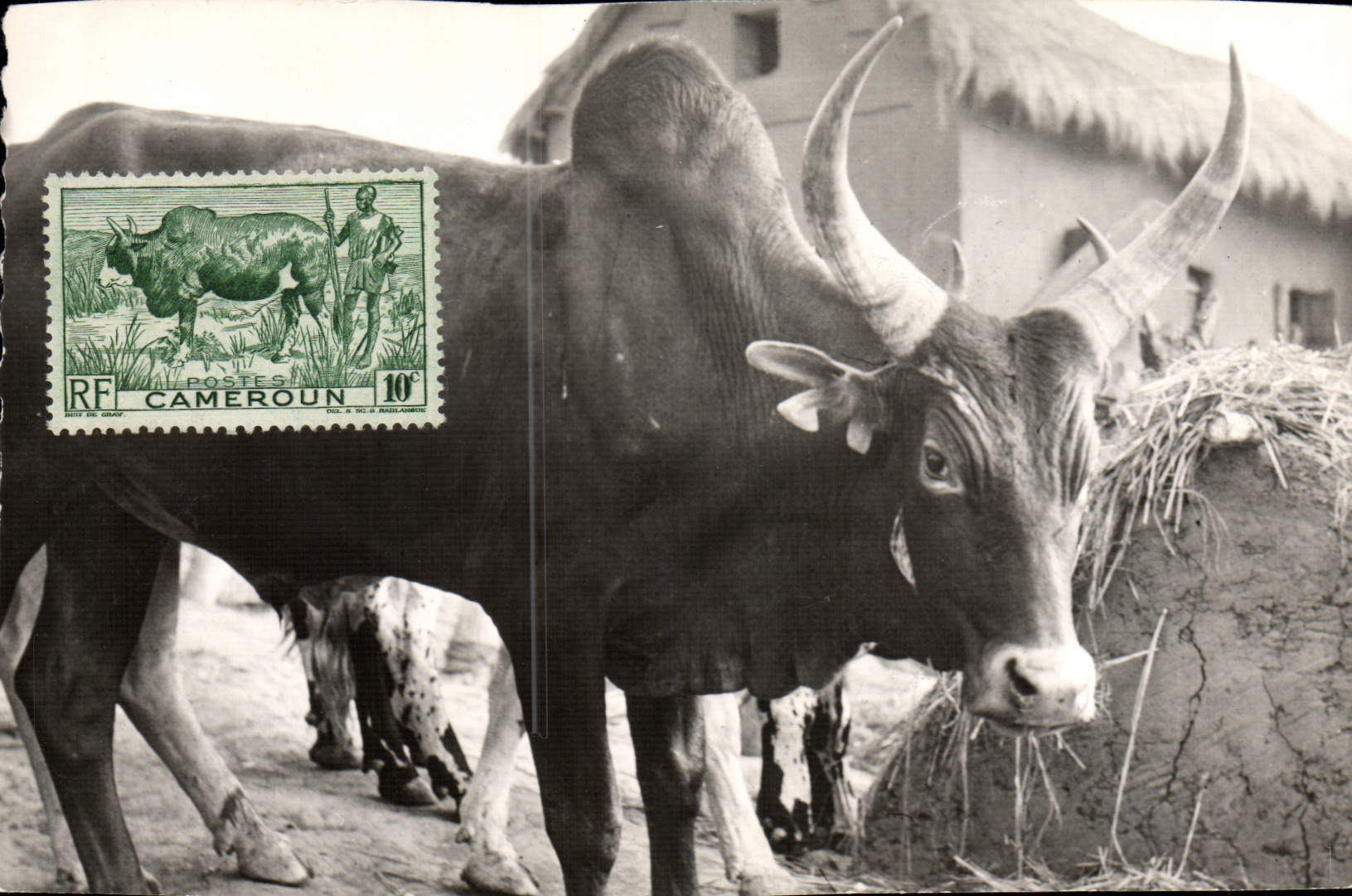 CPA Vache Vaches Boeuf Cameroun