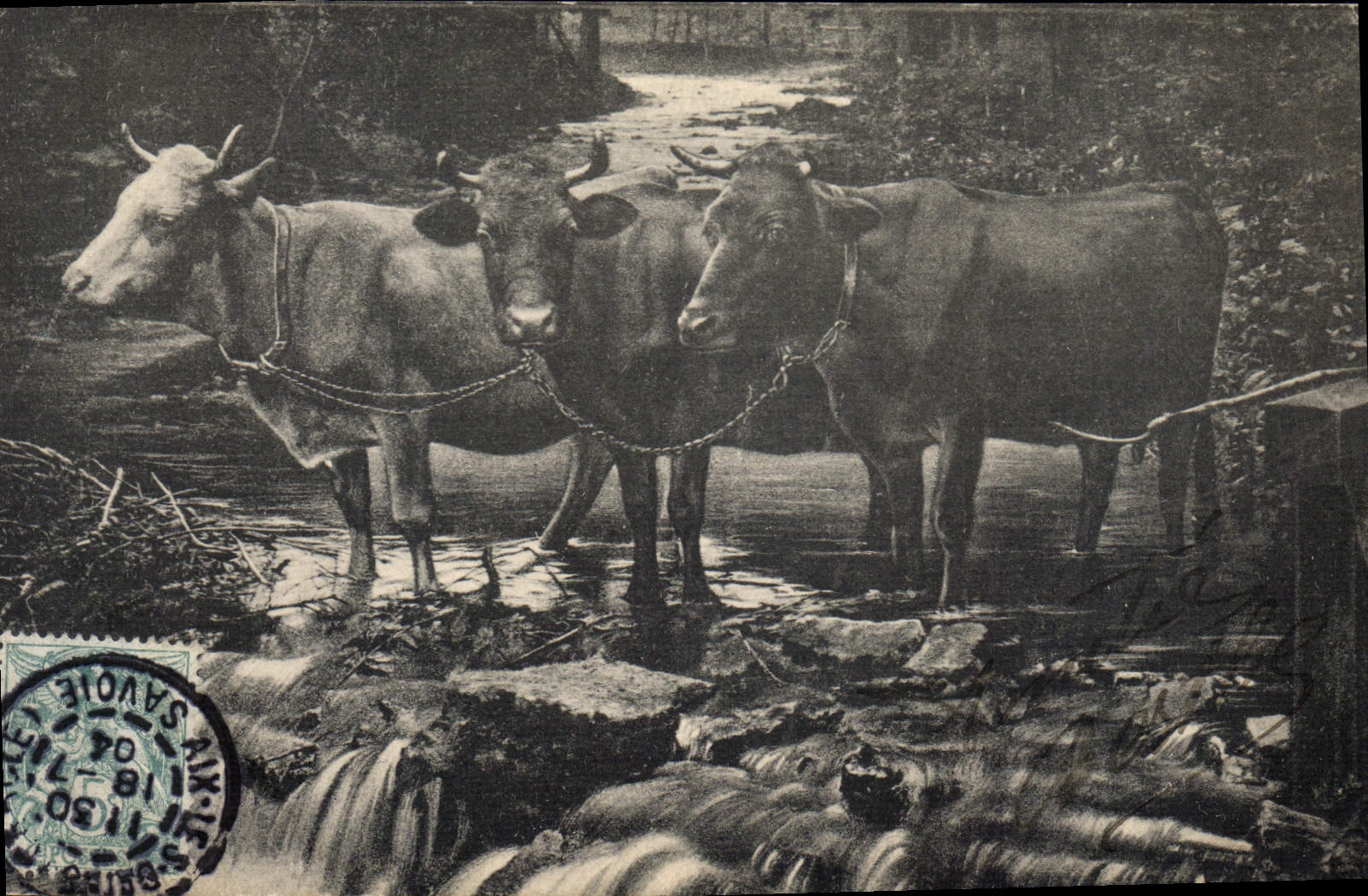 CPA Vache Vaches 