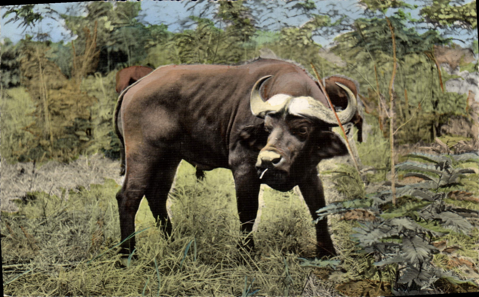 VINTAGE POSTCARD Fauna African black Buffalo of the Cape