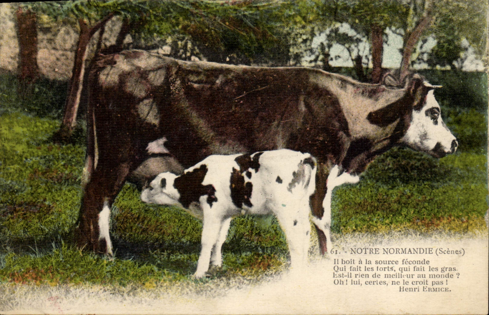 CPA Vache Vaches Normande