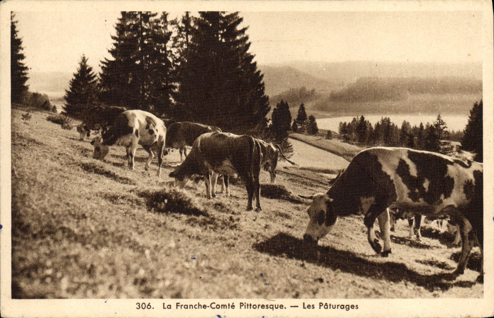 CPA Vache Vaches Franche Comte Les paturages