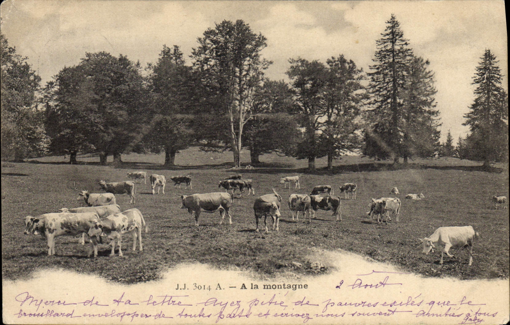 CPA Vache Vaches A la montagne