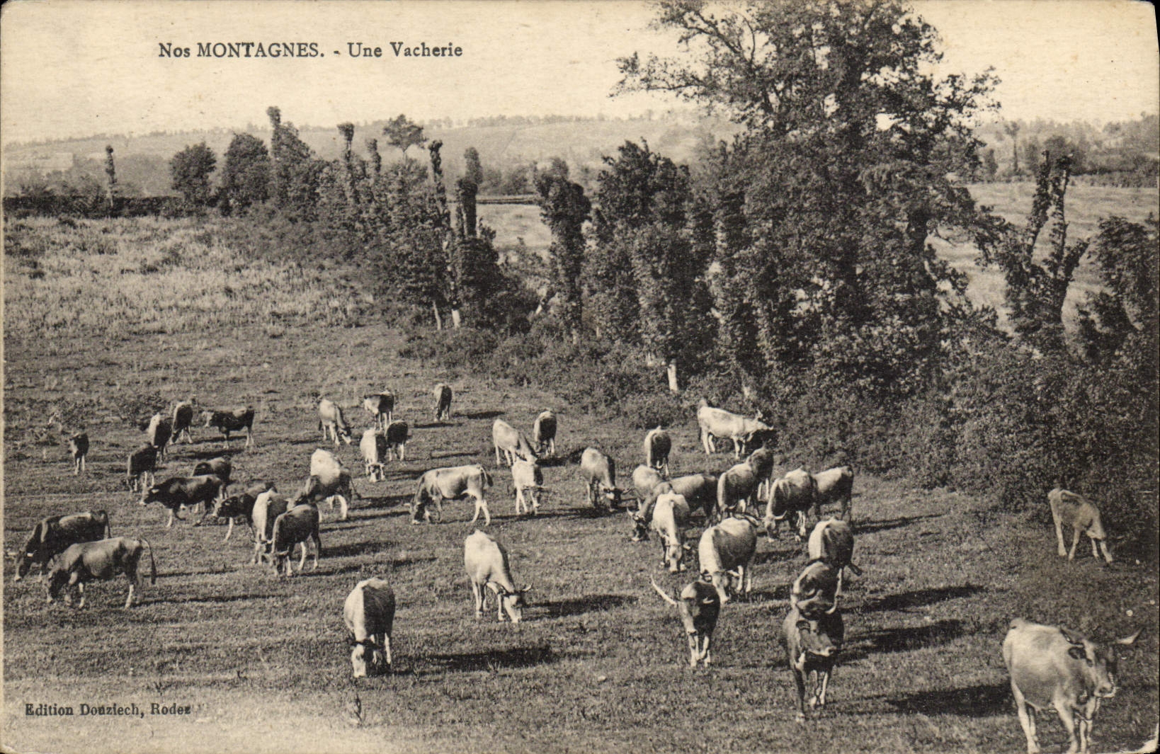 CPA Vache Vaches Une vacherie