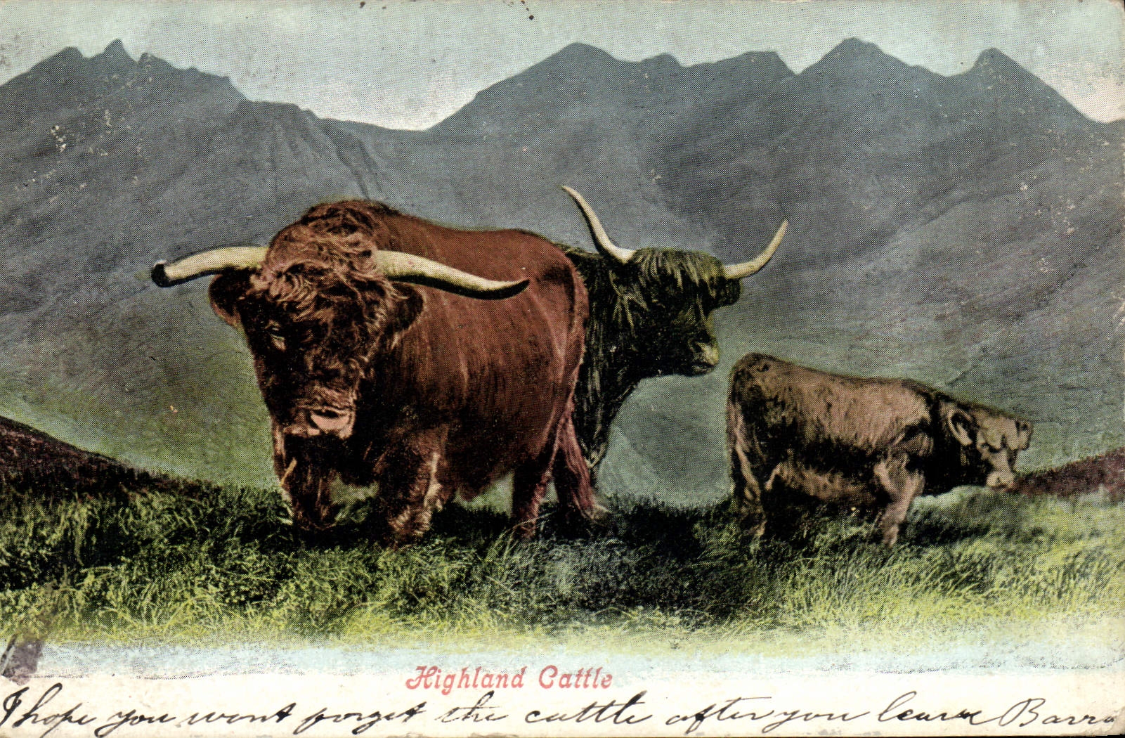 CPA Vache Vaches Highland cattle