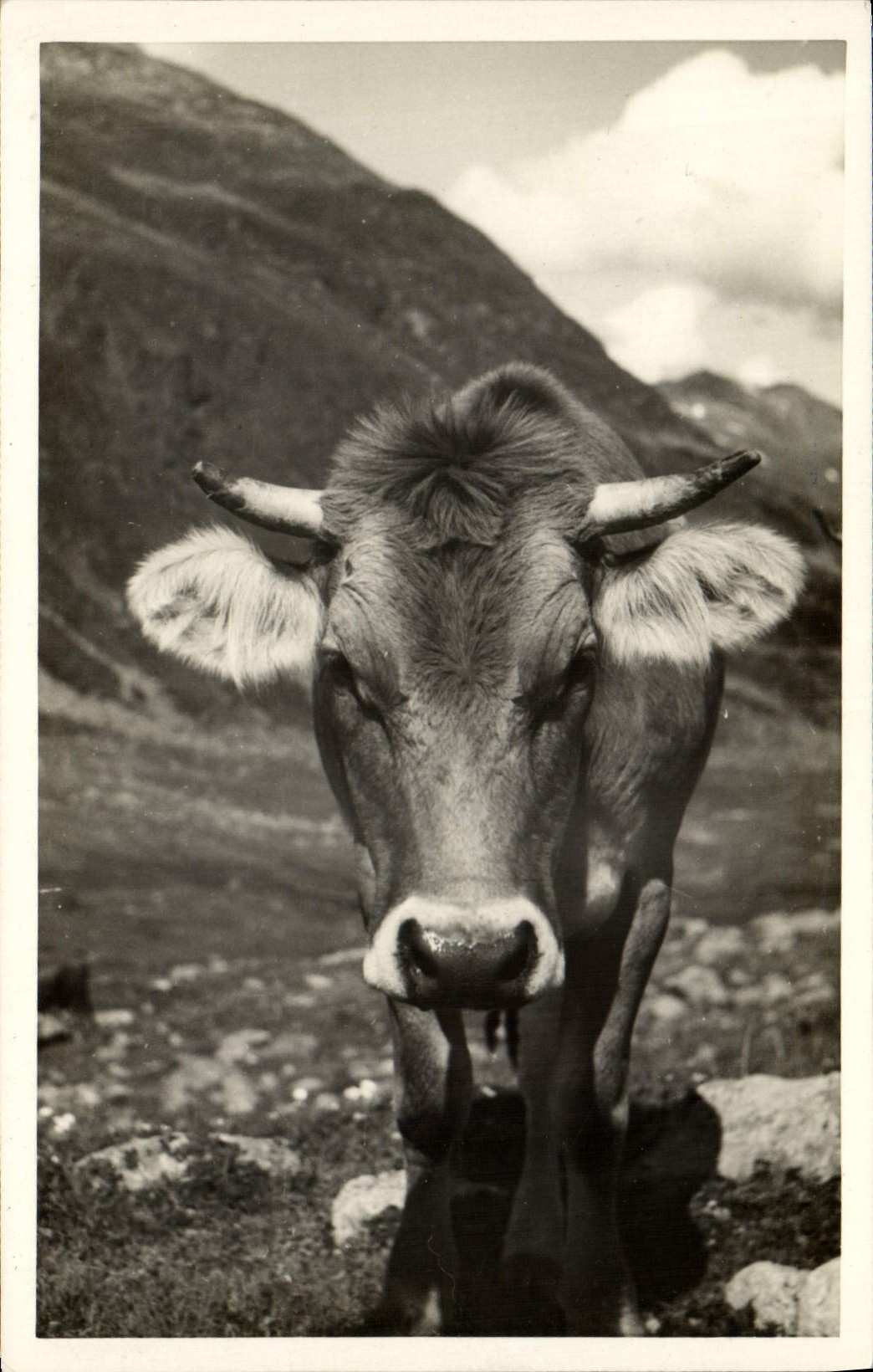 CPA Vache
