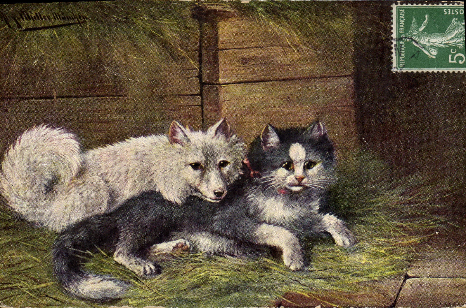 CPA Chat Chaton Chats Chien