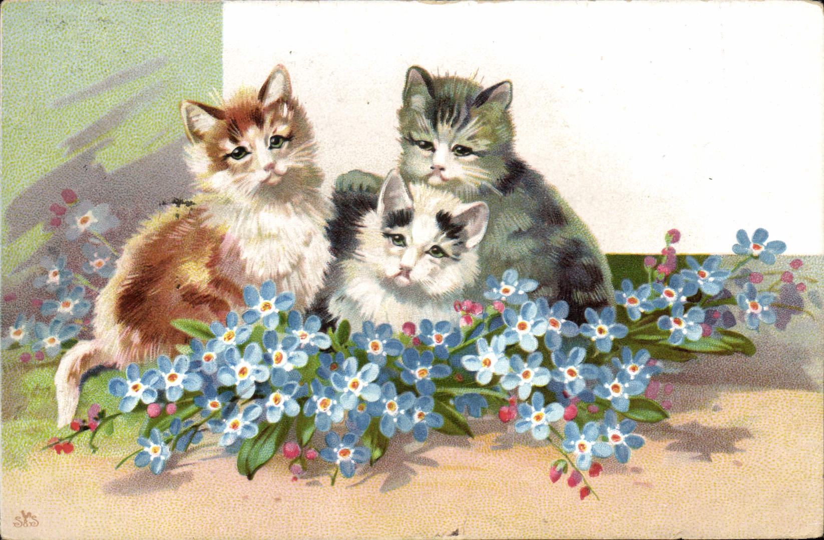 CPA Chat Chaton Chats