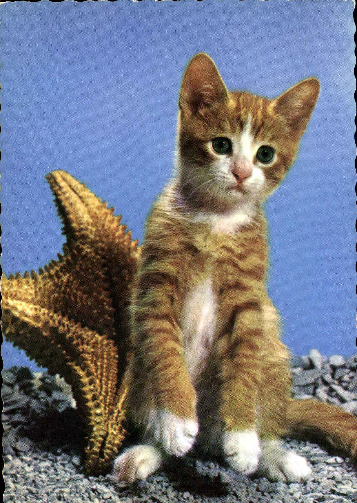 CPM Chat Chaton Chats 