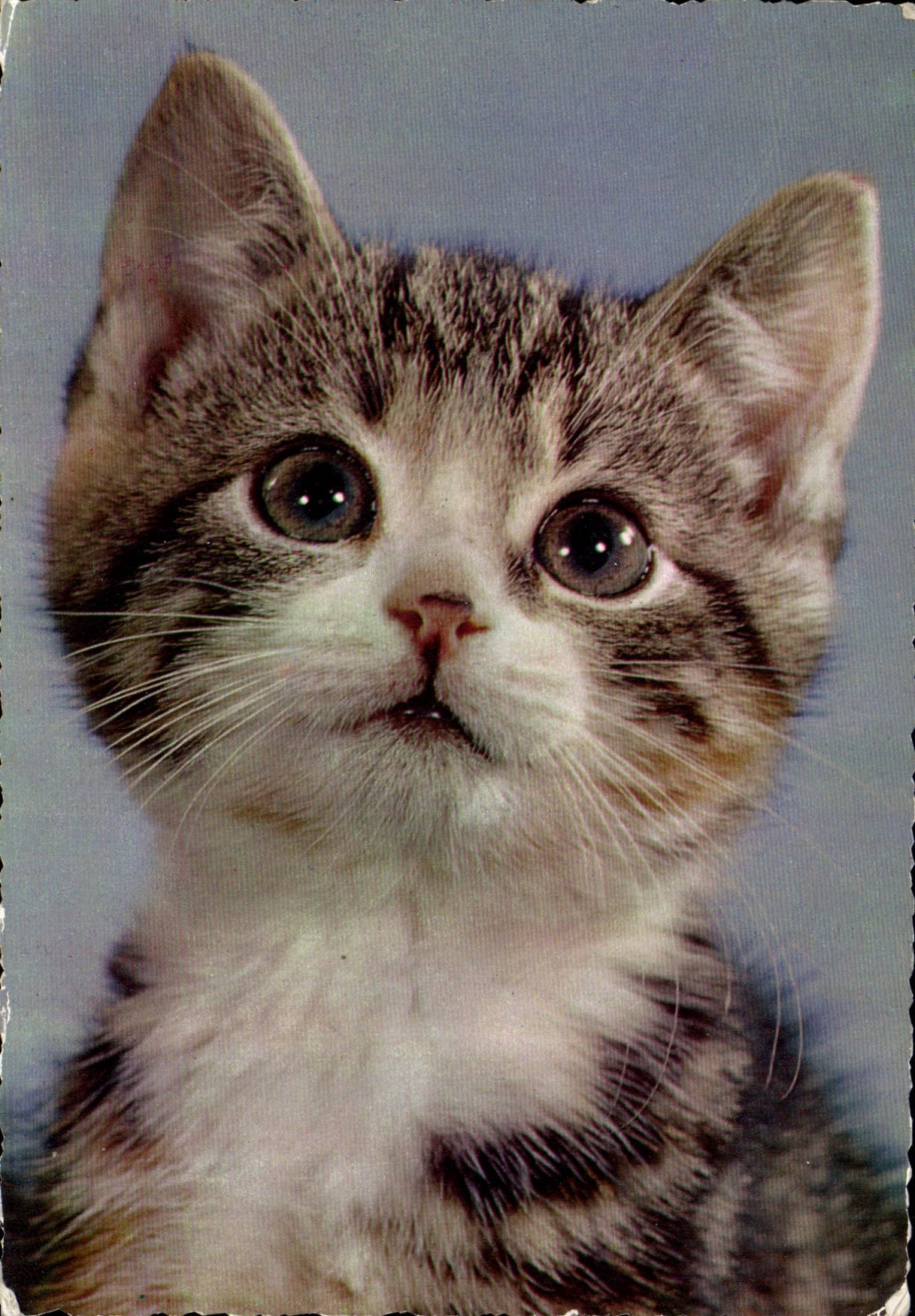 CPM Chat Chaton Chats 
