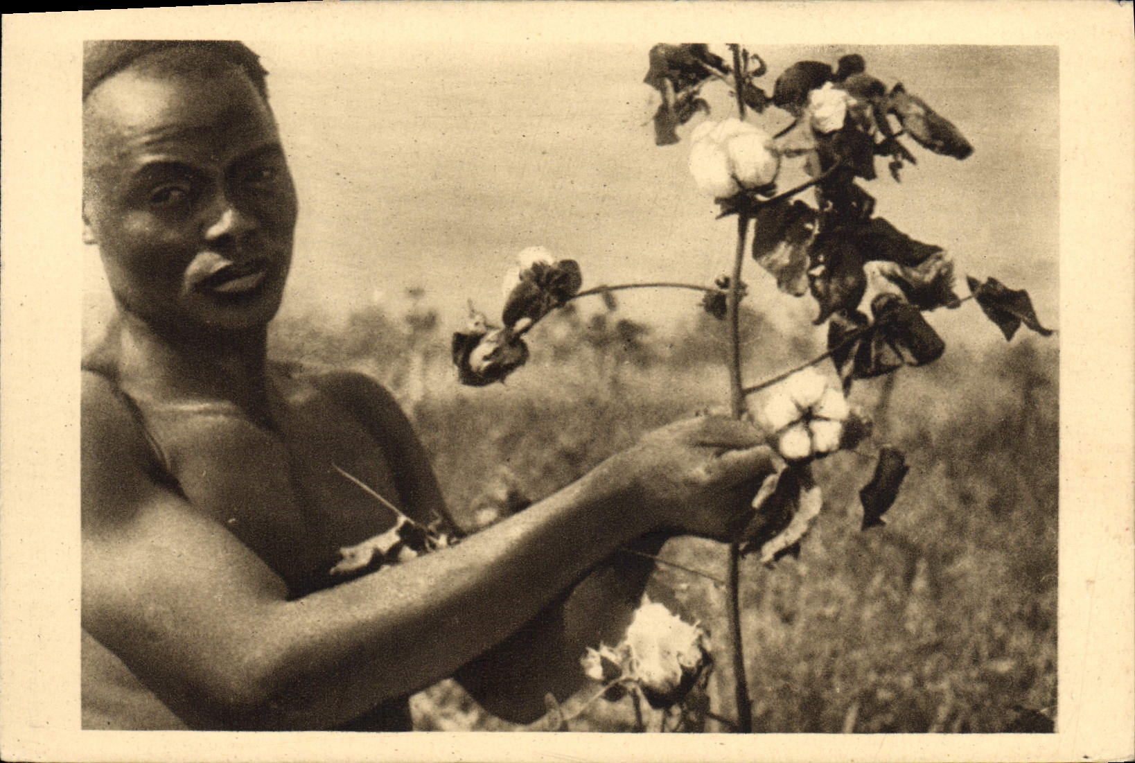 CPA Afrique Equatoriale Francaise La cueillette du cotton