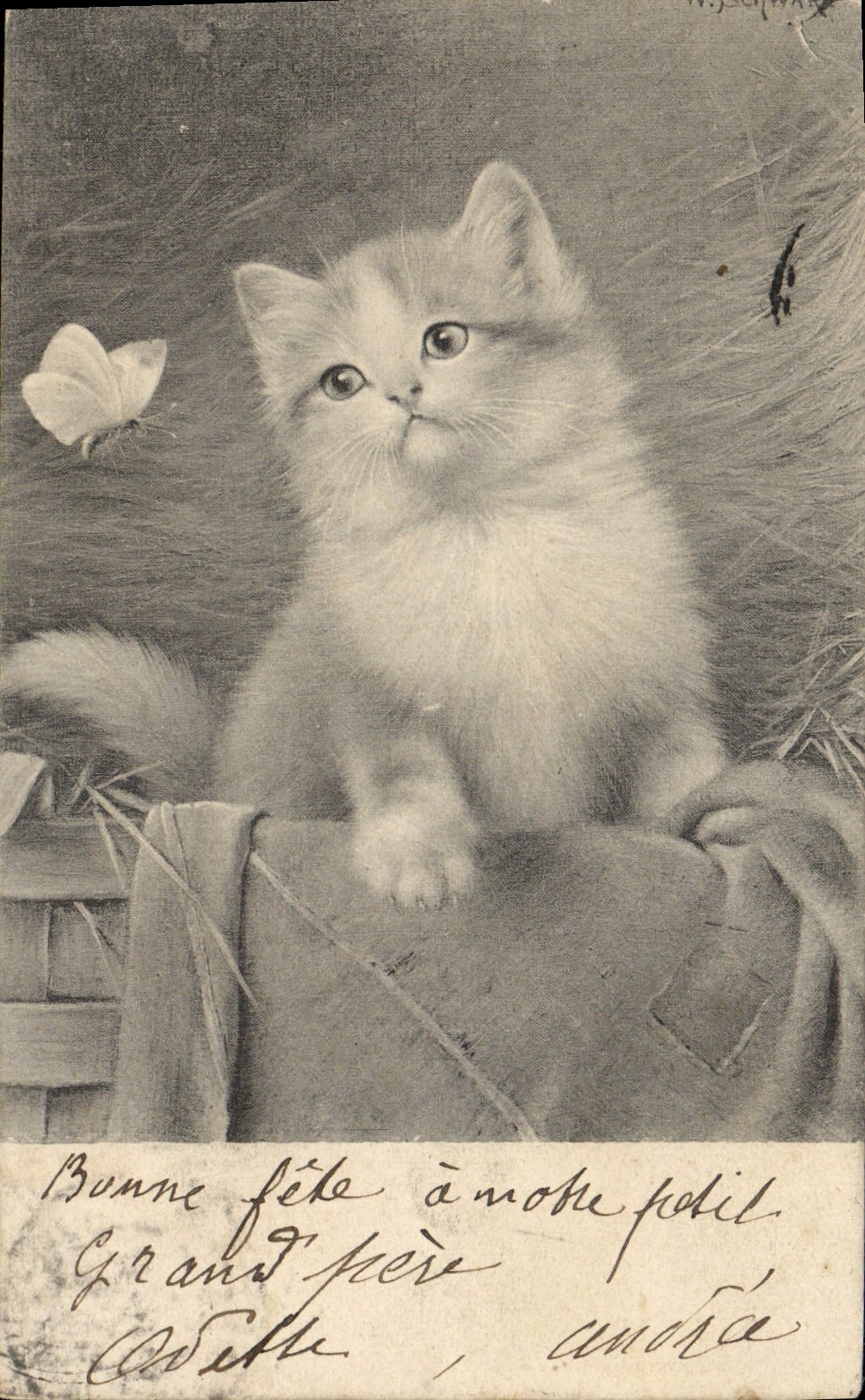 VINTAGE POSTCARD Cat Cats Kitten Butterfly