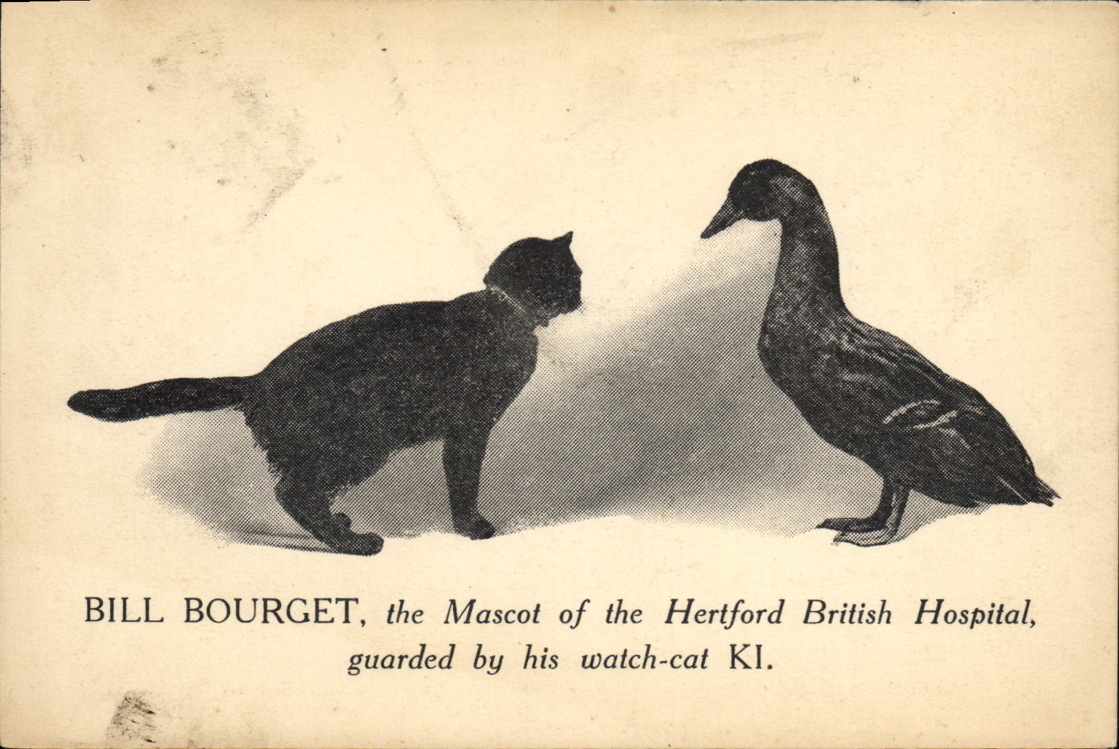 CPA Chat Chats Chaton Canard Bill Bourget The mascot of the Hertford British Hospital Hopital
