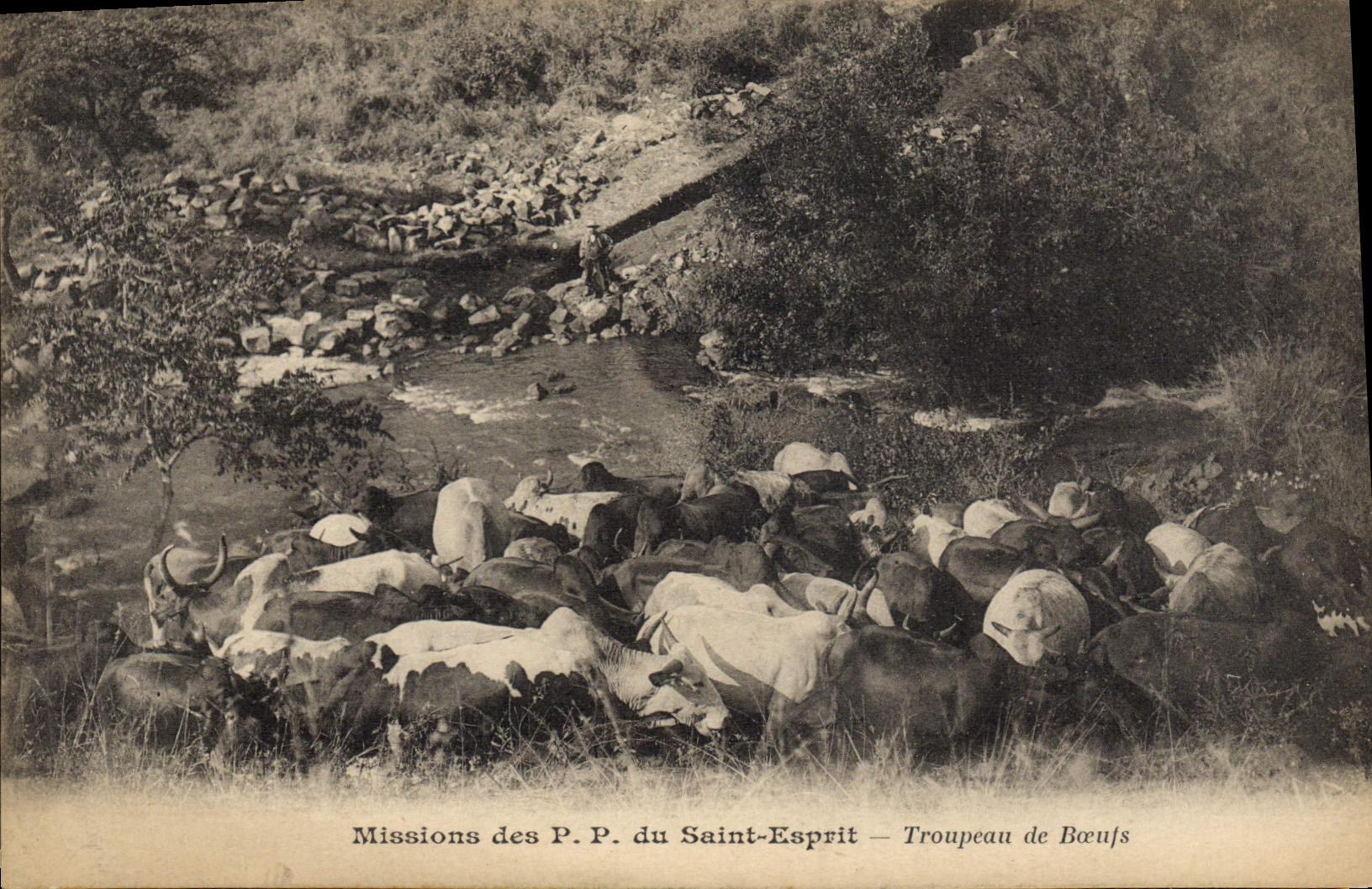 CPA Missions des PP du Saint Esprit Troupeau de Boeufs 
