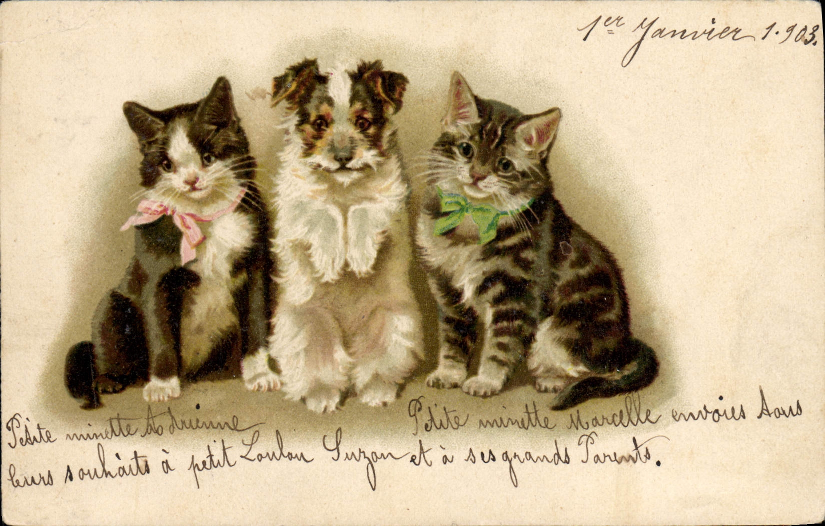 CPA Chat Chats Chaton 