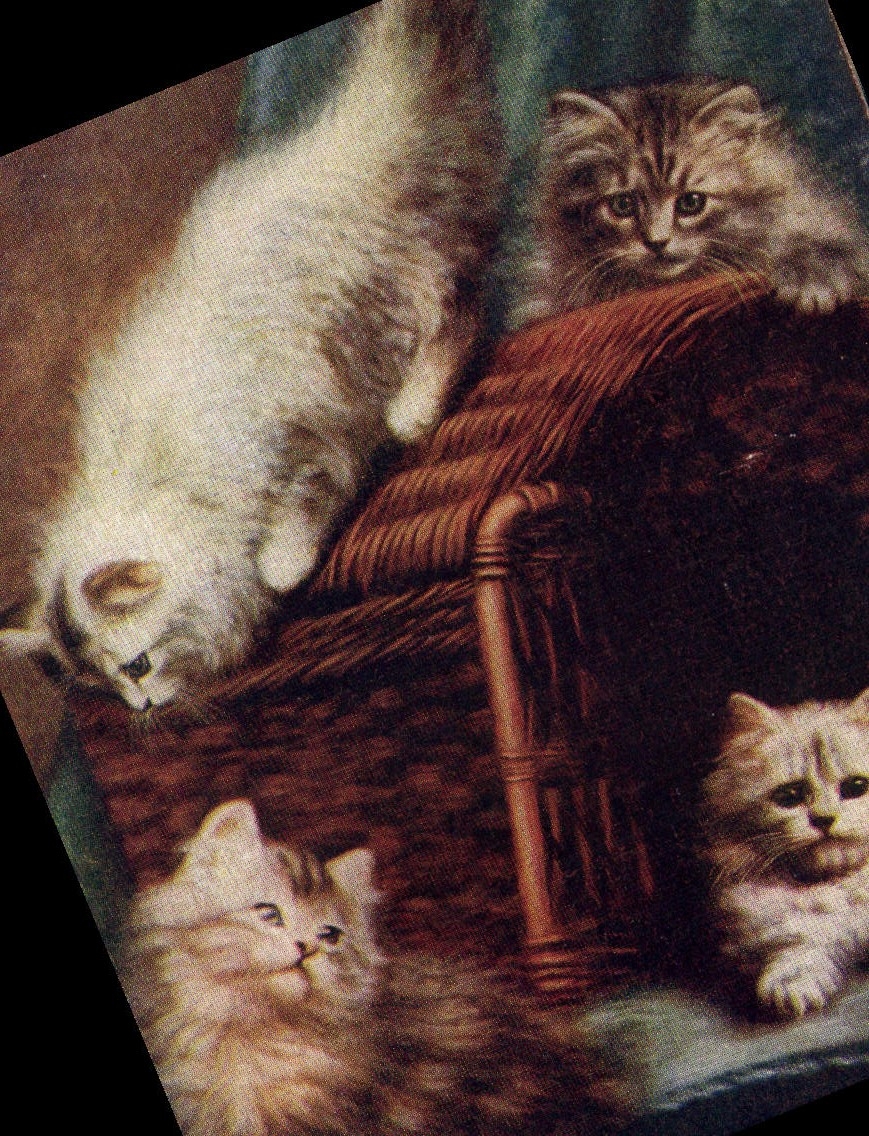 CPA Chat Chats Chaton 