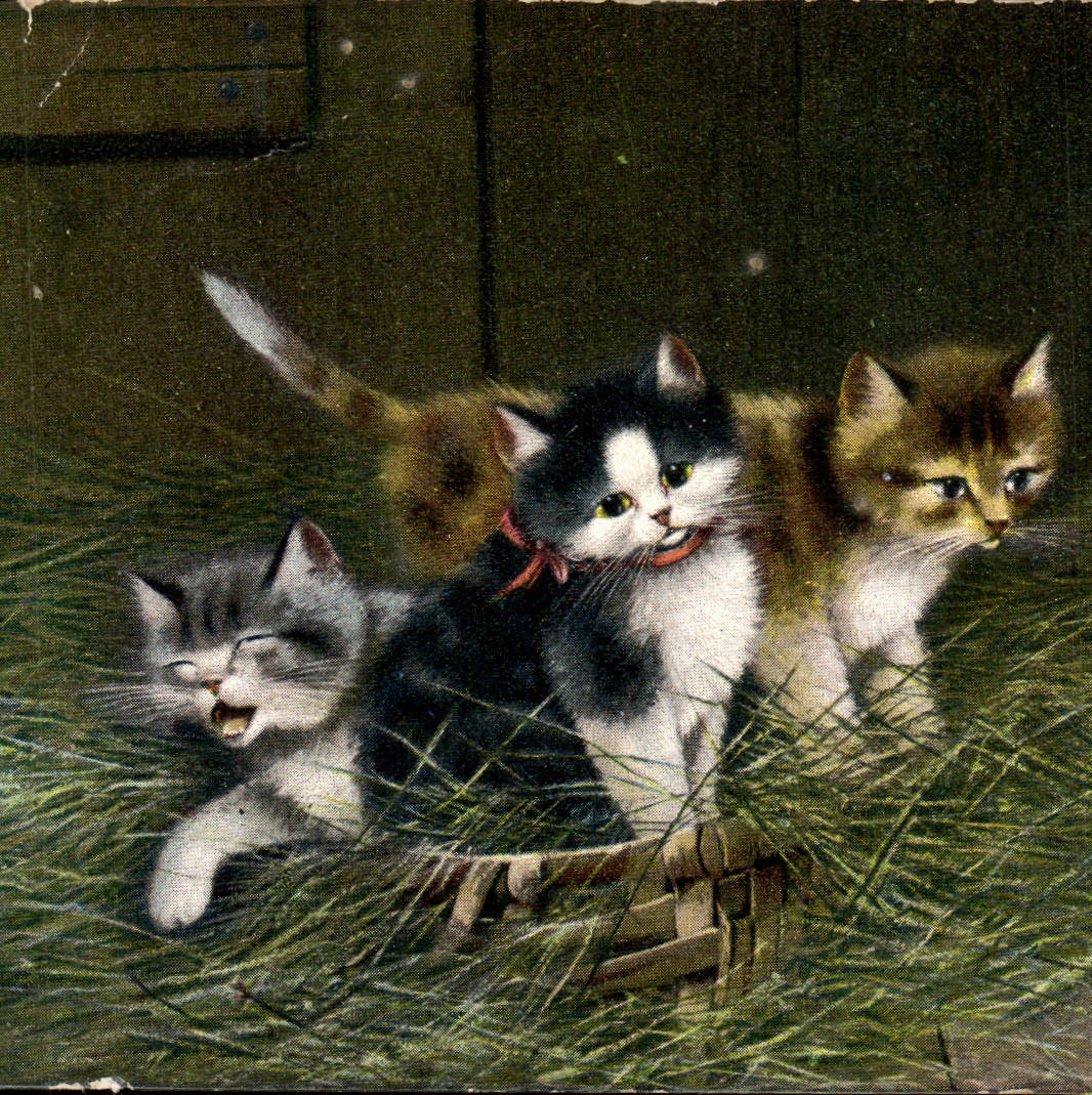 CPA Chat Chats Chaton 